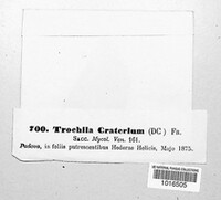 Trochila craterium image